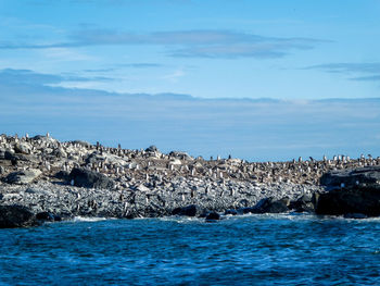 Penguins on beach in antarctica