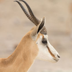 Close-up of springbok 