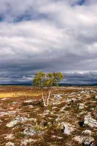 Birch tree in rocky landscape against sky