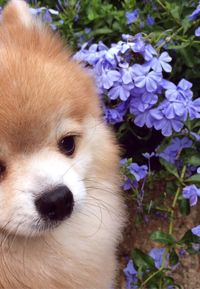 Close-up portrait of puppy