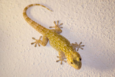 High angle view of lizard