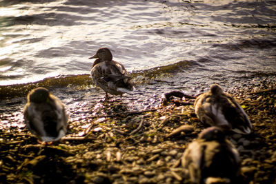 Ducks swimming on lake