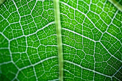 Full frame shot of green leaf