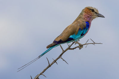 Close-up of bird perching on branch against sky