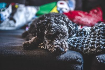 Close-up of dog sleeping on sofa at home