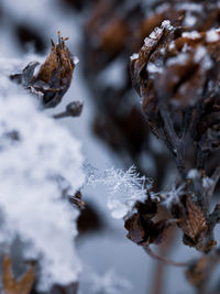 Close-up of dried leaves on frozen plant