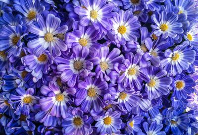 Full frame shot of purple flowers blooming