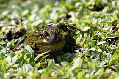 Close-up of lizard on plant