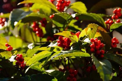 Close-up of red leaves