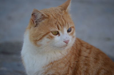 Close-up of a cat looking away