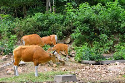 Cows in a field