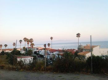 Palm trees on shore against clear sky