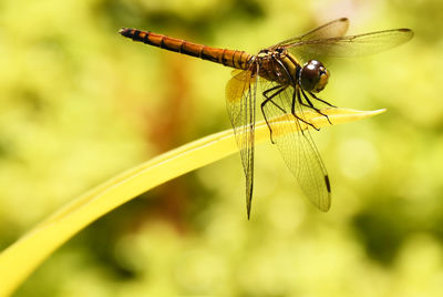 Close-up of dragonfly