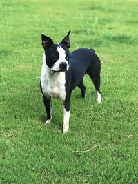 Boston terrier playing in yard