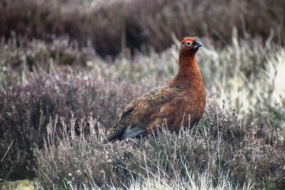 Close-up of bird on field