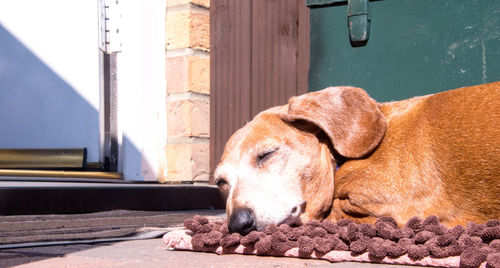 View of a dog sleeping