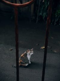 High angle view of cat sitting outdoors