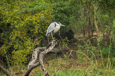 High angle view of gray heron perching on a tree