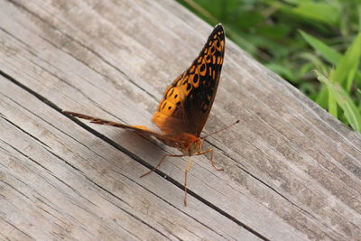 Butterfly on wood