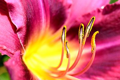 Close-up of pink day lily blooming outdoors