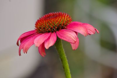 Close-up of pink flower