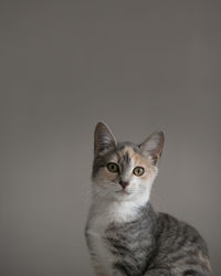 Portrait of tabby cat against black background