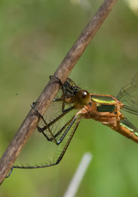 Close-up of insect on leaf