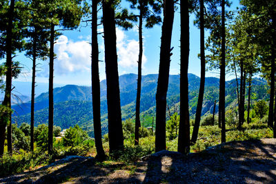 Scenic view of forest against sky