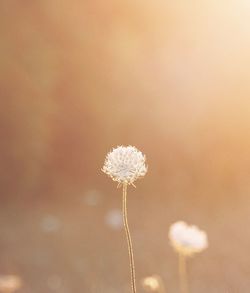 Close-up of dandelion against blurred background