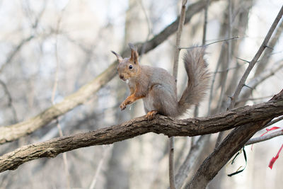 Squirrel on tree branch