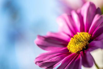 Close-up of pink flower