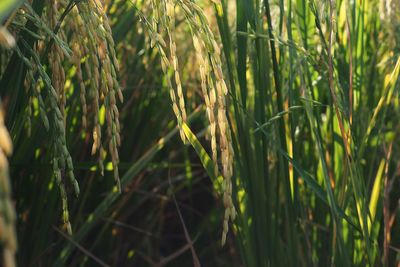 Close-up of wheat growing on field