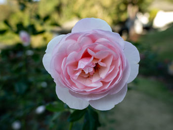 Close-up of pink rose