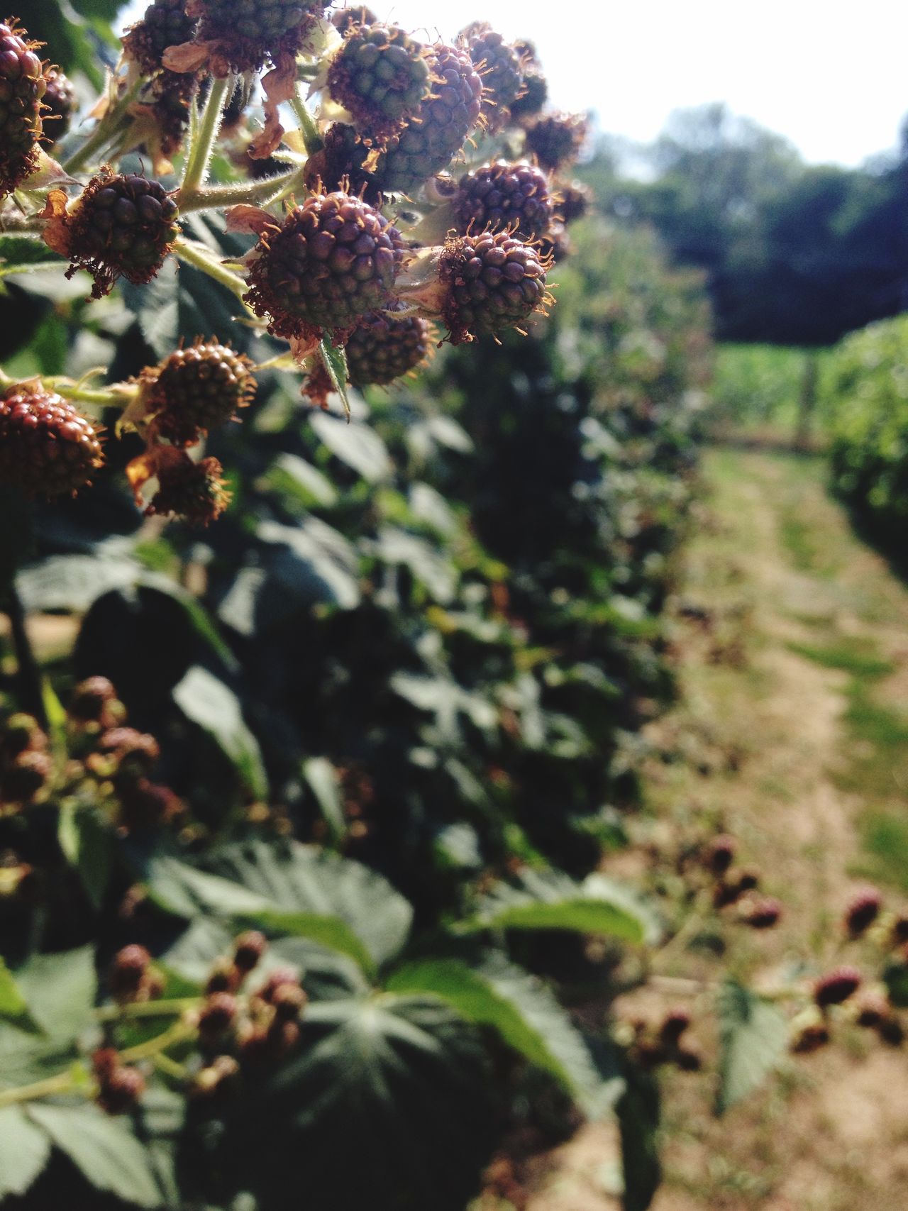 Young mulberries