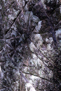 Full frame shot of tree trunk