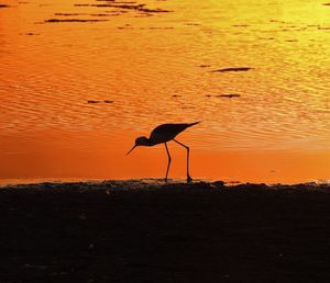 Silhouette bird on beach during sunset