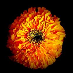 Close-up of flower blooming against black background