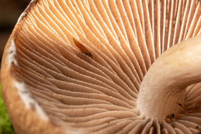 close-up