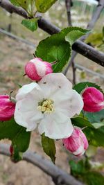 Close-up of pink cherry blossoms