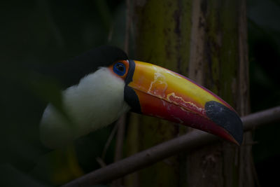 Close-up of a bird perching