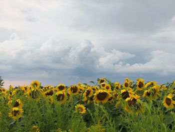 Yellow flowers growing on field against sky