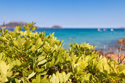Mediterranean bush, in the background a turquoise sea
