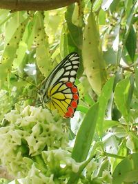 Close-up of butterfly pollinating on flower