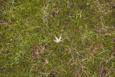 High angle view of lizard on field