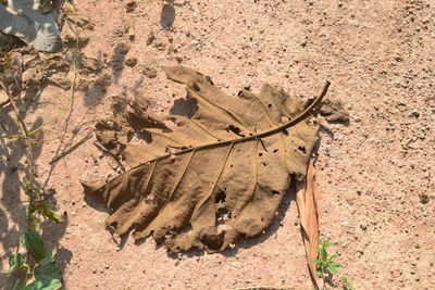High angle view of dead plant on sand
