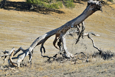 View of dead tree on landscape