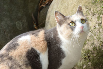 Close-up of cat looking away