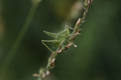 Close-up of insect on plant