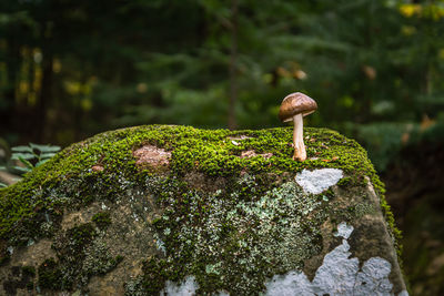 Mushroom growth from rock