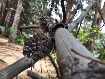 Close-up of lizard on tree trunk in forest